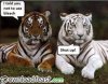 tiger-funny-jokes.jpg