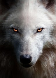 The-Wolf